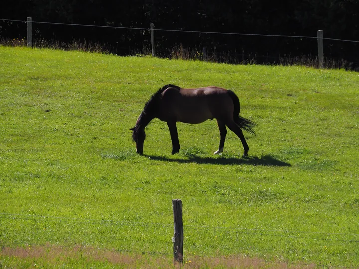 Coo (Belgium)